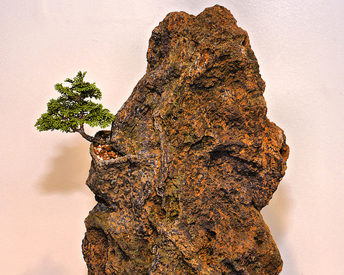 Dwarf Hinoki Cypress – National Arboretum, Washington D.C.