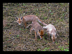 La Petite Famille