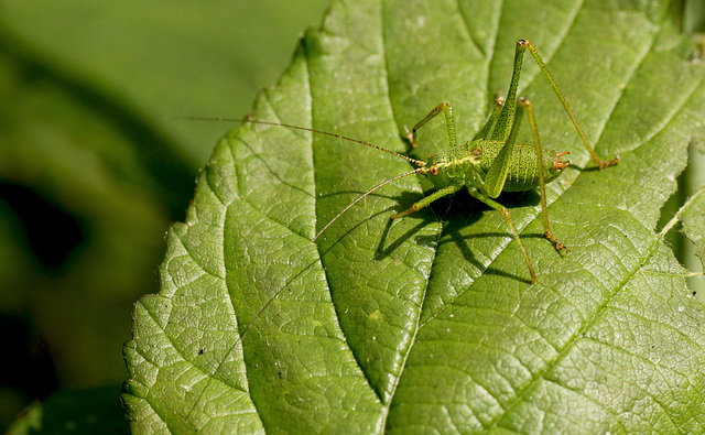 Speckled Bush Cricket
