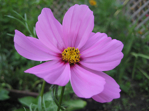ipernity: Cosmea / Schmuckkörbchen (Cosmos bipinnatus) - by Variationen
