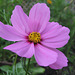 Cosmea / Schmuckkörbchen (Cosmos bipinnatus)