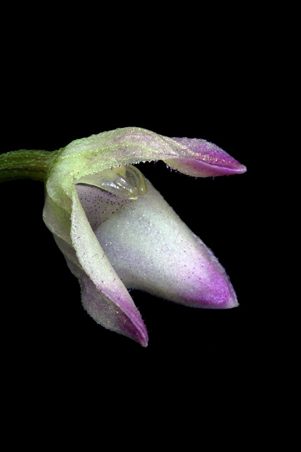 Porroglossum hirtzii