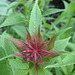 Knospe einer Goldmelisse (auch Indianernessel oder Scharlach-Monarde) [Monarda didyma]