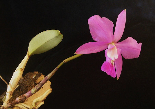 Cattleya walkeriana