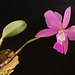 Cattleya walkeriana