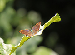 Purple Hairstreak