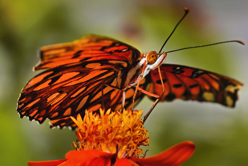 Gulf Frittelary – Brookside Gardens, Wheaton, Maryland