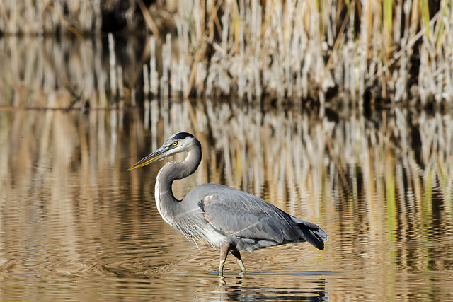 Great Blue Heron