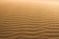 Saharan Sand Ripples