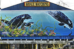 Whale Watching – Steveston, British Columbia