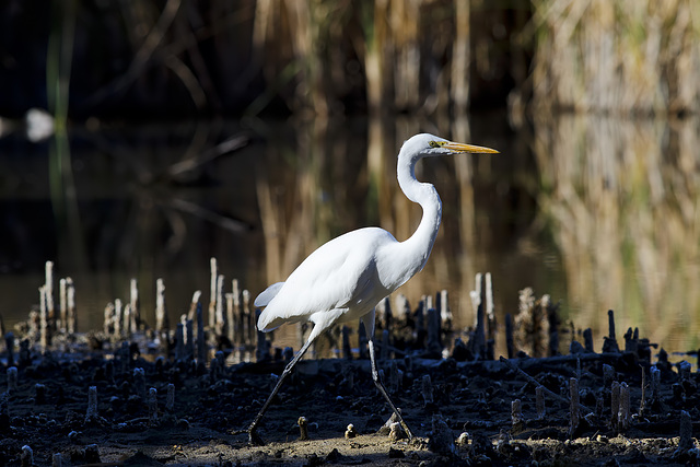 Great Egret