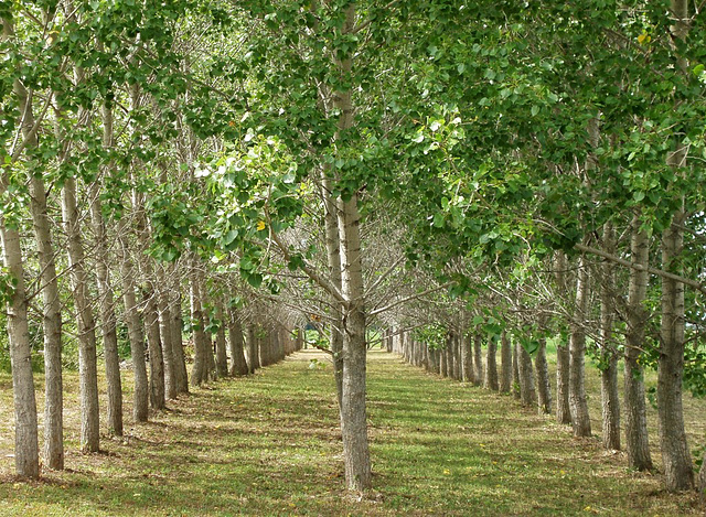 Rows of poplars