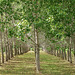 Rows of poplars