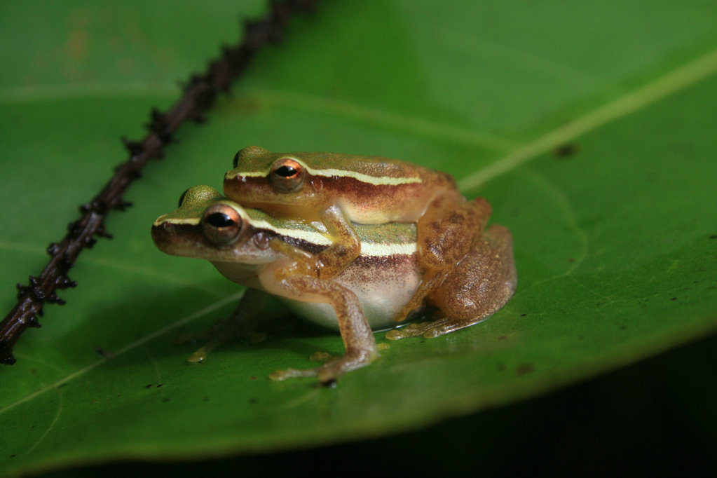 Two Frogs Having "Special Cuddles"