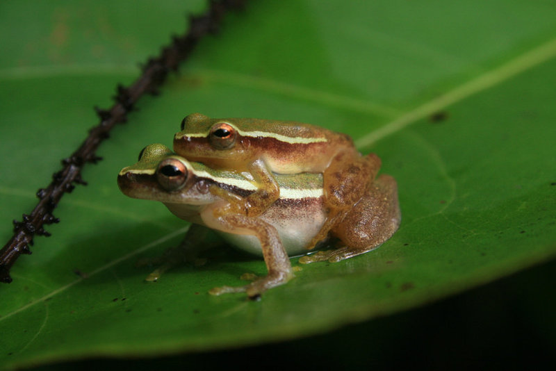 Two Frogs Having "Special Cuddles"