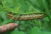 Large And Colourful Caterpillar