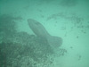 A Manatee Swims Below Us