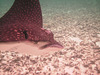 Spotted Eagle Ray Swims By