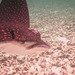 Spotted Eagle Ray Swims By