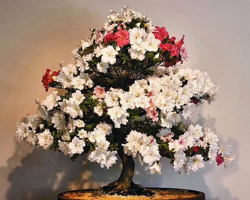 "Eikan" Bonzai Azaleas – National Arboretum, Washington DC