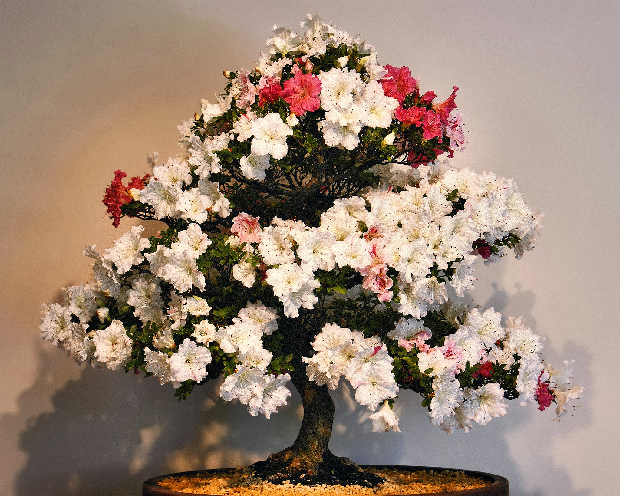 "Eikan" Bonzai Azaleas – National Arboretum, Washington DC