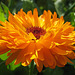 Ringelblume (Calendula officinalis)