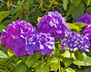 Hydrangea Flowers – Stanley Park, Vancouver, British Columbia