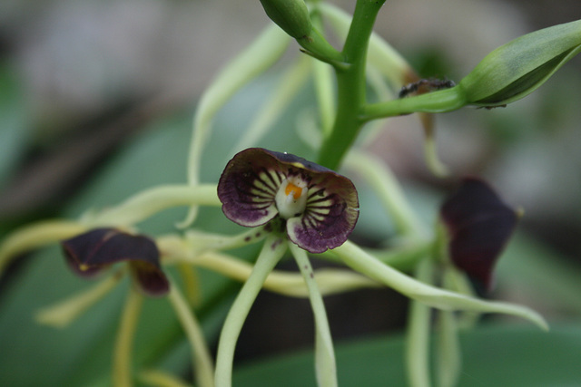 Belize's National Flower