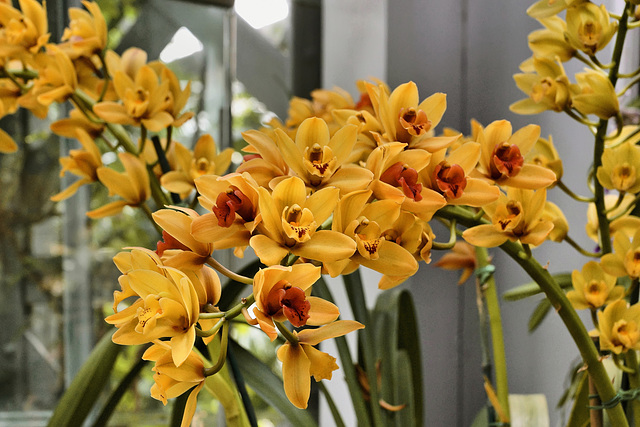 "Goldilocks" Orchids – United States Botanic Garden, Washington, D.C.