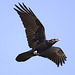 Nevermore