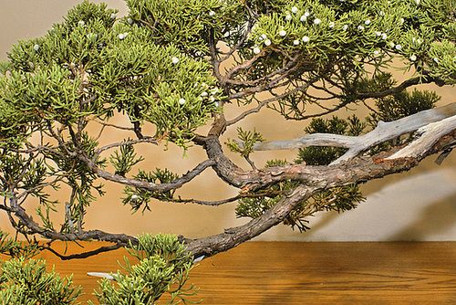 Bonsai Chinese Juniper – National Arboretum, Washington D.C.