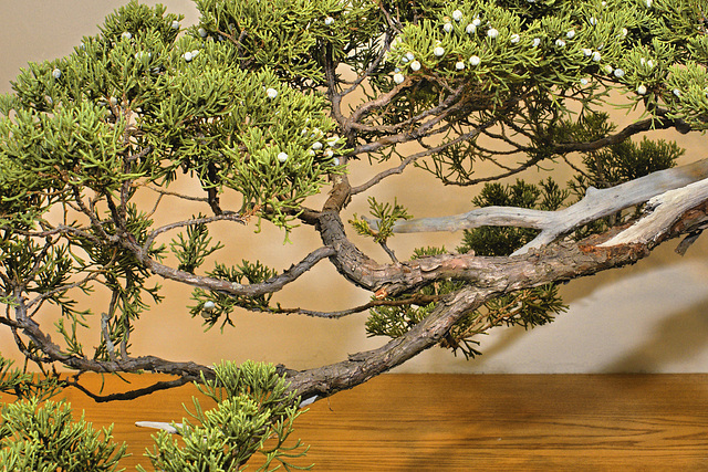 Bonsai Chinese Juniper – National Arboretum, Washington D.C.