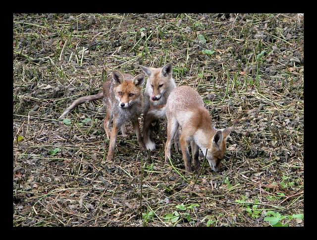 Les Trois Mousquetaires