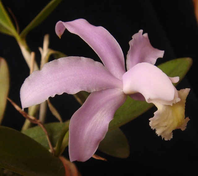 Cattleya kerrii