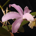 Cattleya kerrii