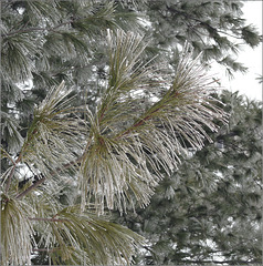 Frost on the Pine