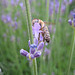 Lavendel und Biene