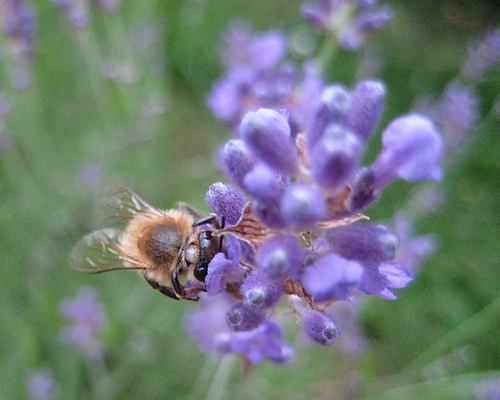 Lavendel und Biene