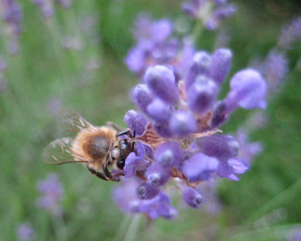 Lavendel und Biene