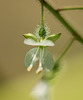 Angelic Flowers