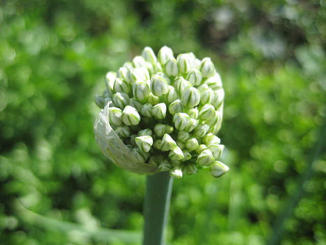 Zwiebelblüte (Allium cepa)