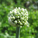 Zwiebelblüte (Allium cepa)