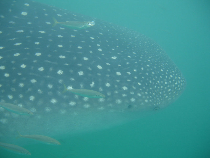 Whale Shark, Side On