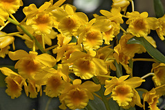 Sunny Side Up – United States Botanic Garden, Washington, D.C.