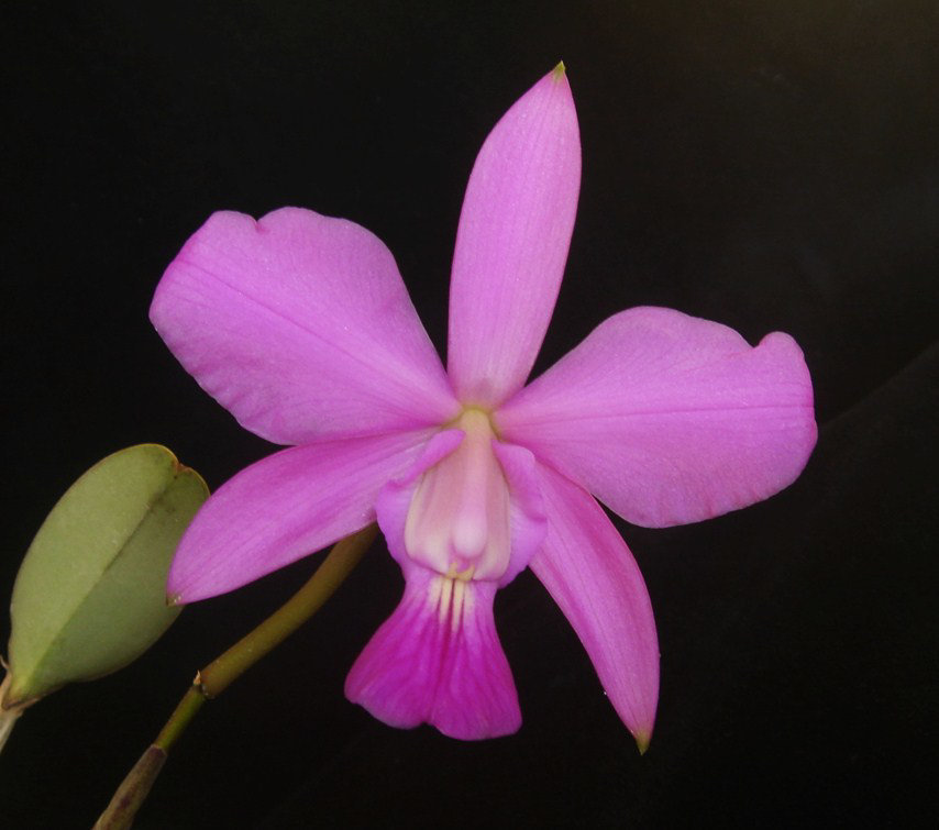 Cattleya walkeriana