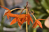 Blazing Treat – United States Botanic Garden, Washington, D.C.