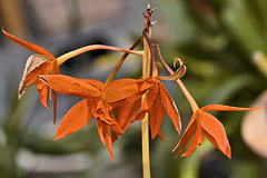 Blazing Treat – United States Botanic Garden, Washington, D.C.