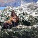 Sealion at Mermaid Rock