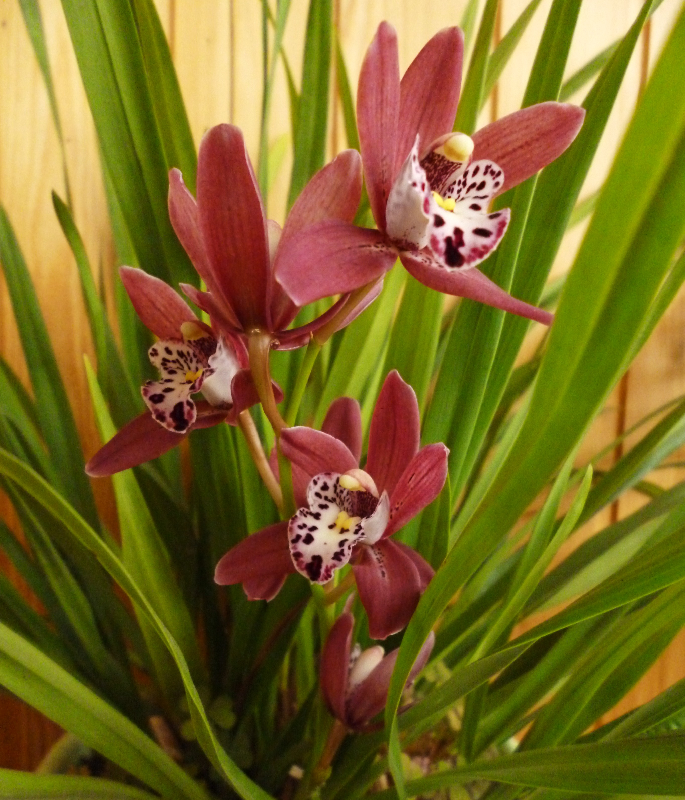 Cymbidium hybrid