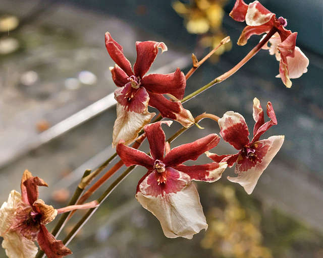 Orchids Dancing With the Stars – United States Botanic Garden, Washington, D.C.